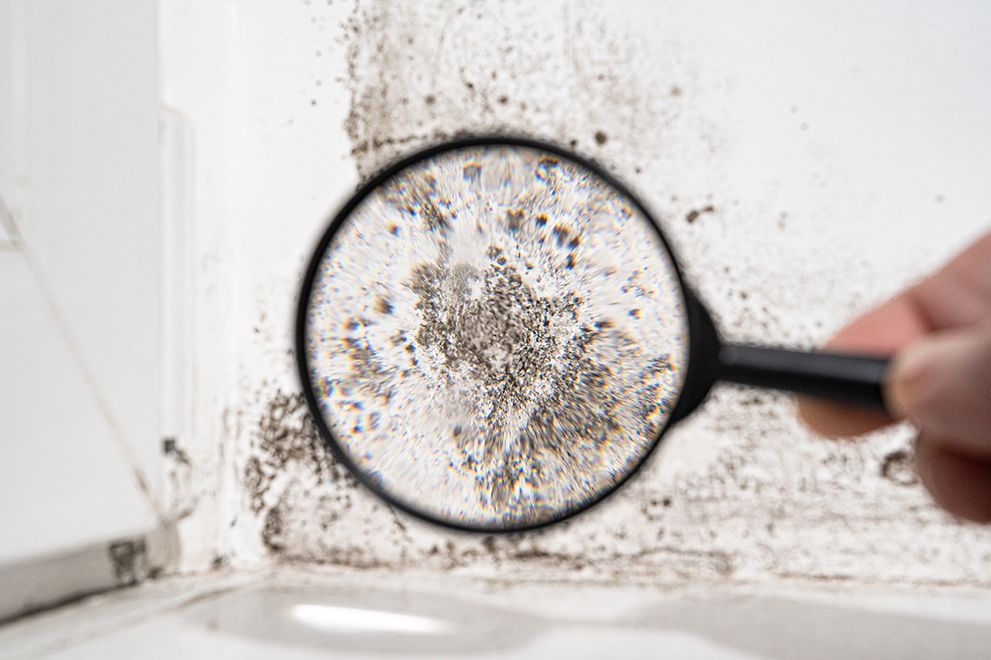 MOLD DAMAGE